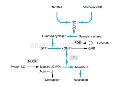 role of PDE5 in the erectile mechanism